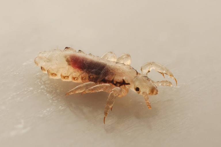 8 Bugs That Look Like Lice (Know The Difference) - A-Z Animals