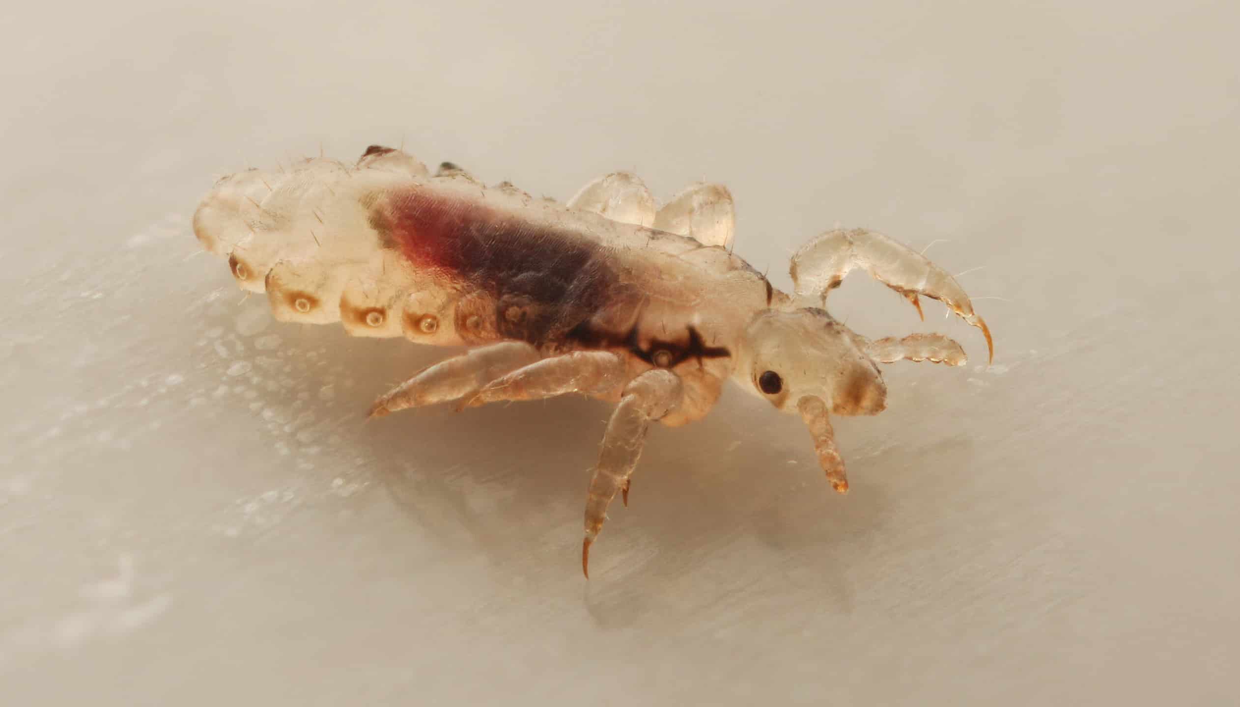 Head lice (louse) isolated