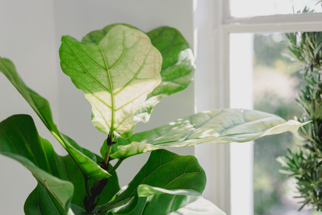 Fiddle Leaf Figs should be placed in front of a window that will receive