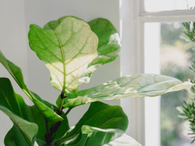 A Discover the Best Soil for Fiddle Leaf Figs: Top Mixes and 9 Critical Care Tips