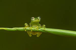 22 Most Incredible Frogs Throughout the World Picture