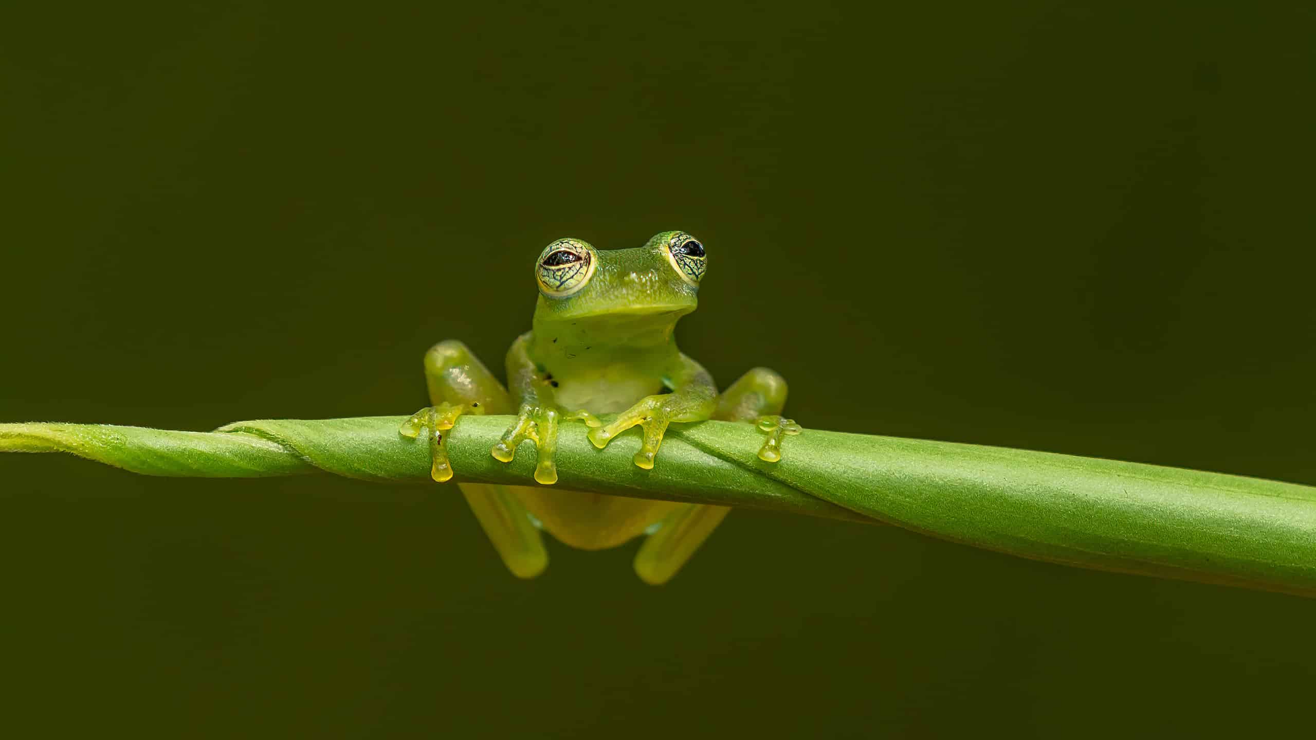 Reticulated Glass Frog - Hyalinobatrachium valerioi, beautiful small green and yellow frog from Central America forests, Costa Rica. The frog is center frame facing the camera. Its sweet/toes are visible on a green tree branch.