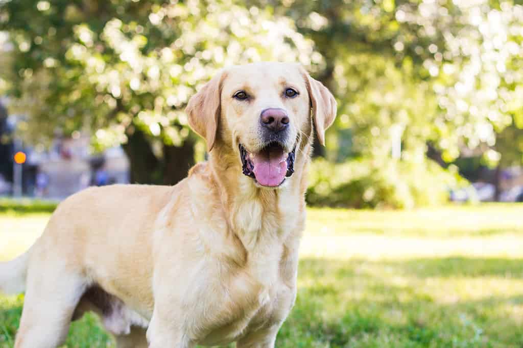 Yellow Labrador Retriever