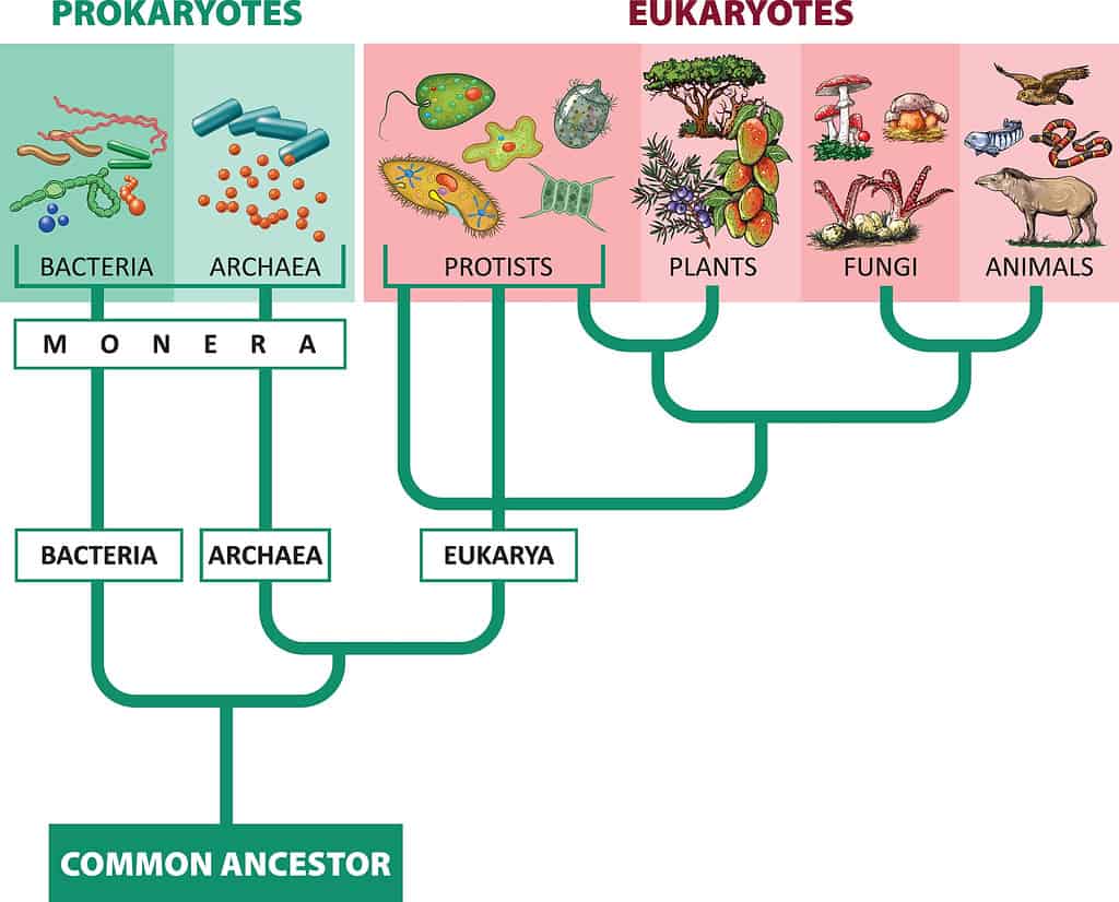 Vector illustration of Classification the Kingdom of living beings.