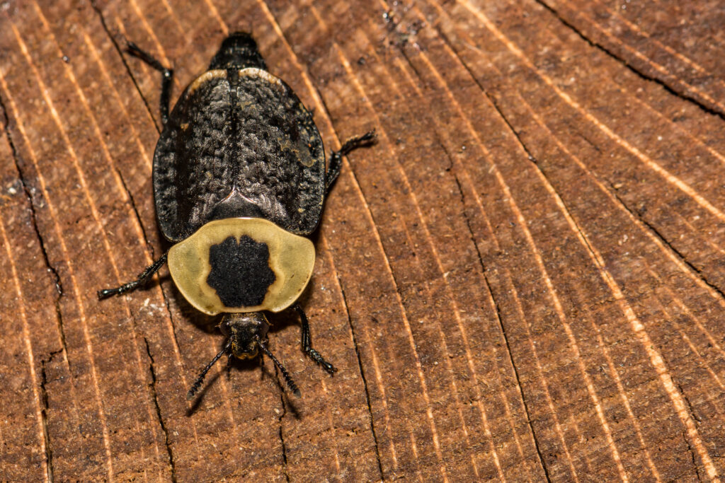 American Carrion Beetle (Necrophila americana)
