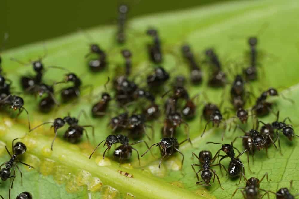 黒い庭の蟻