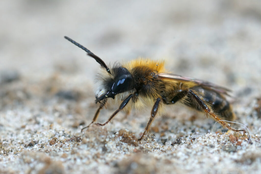 macro of male tawny mining bee. The bee is facing left. It is mostly black with scraggly yellow har on its thorax.