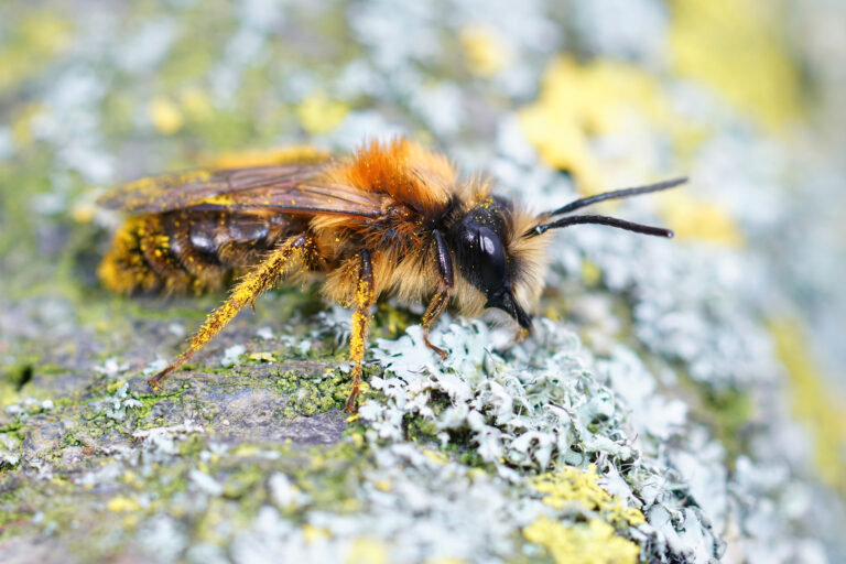 Closeup of a male of the colorful Tawny mining bee, Andrena fulva. The bee is facing right, It has a black head, an orange haired thorax, and a shiny black tail.