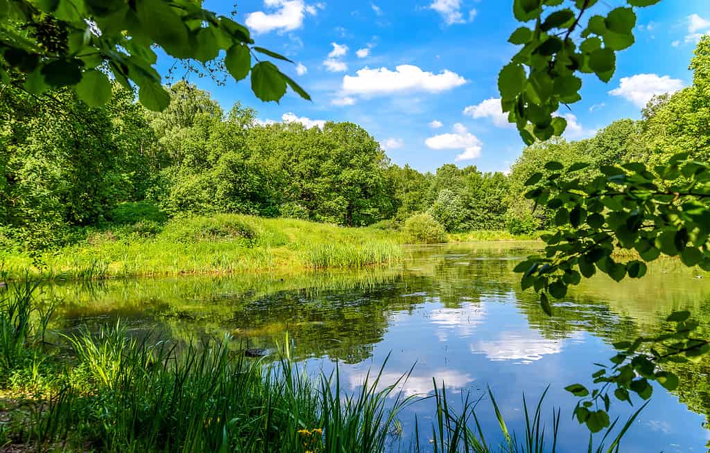 Forest pond in summer nature