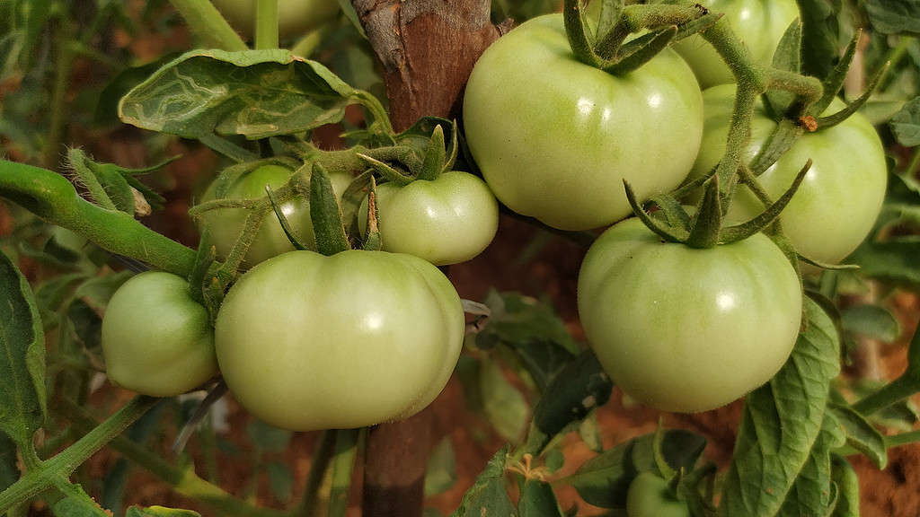 unripen tomato fruit on plant in bunch very attractive with natural green and red soil back ground