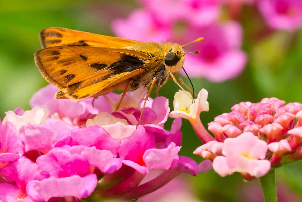 silvery checkerspot