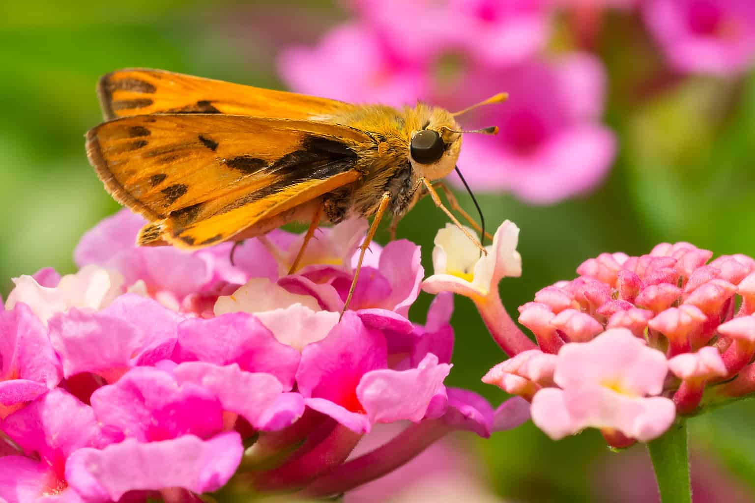 12 Types of Orange Butterflies with Pictures and Identification Guide