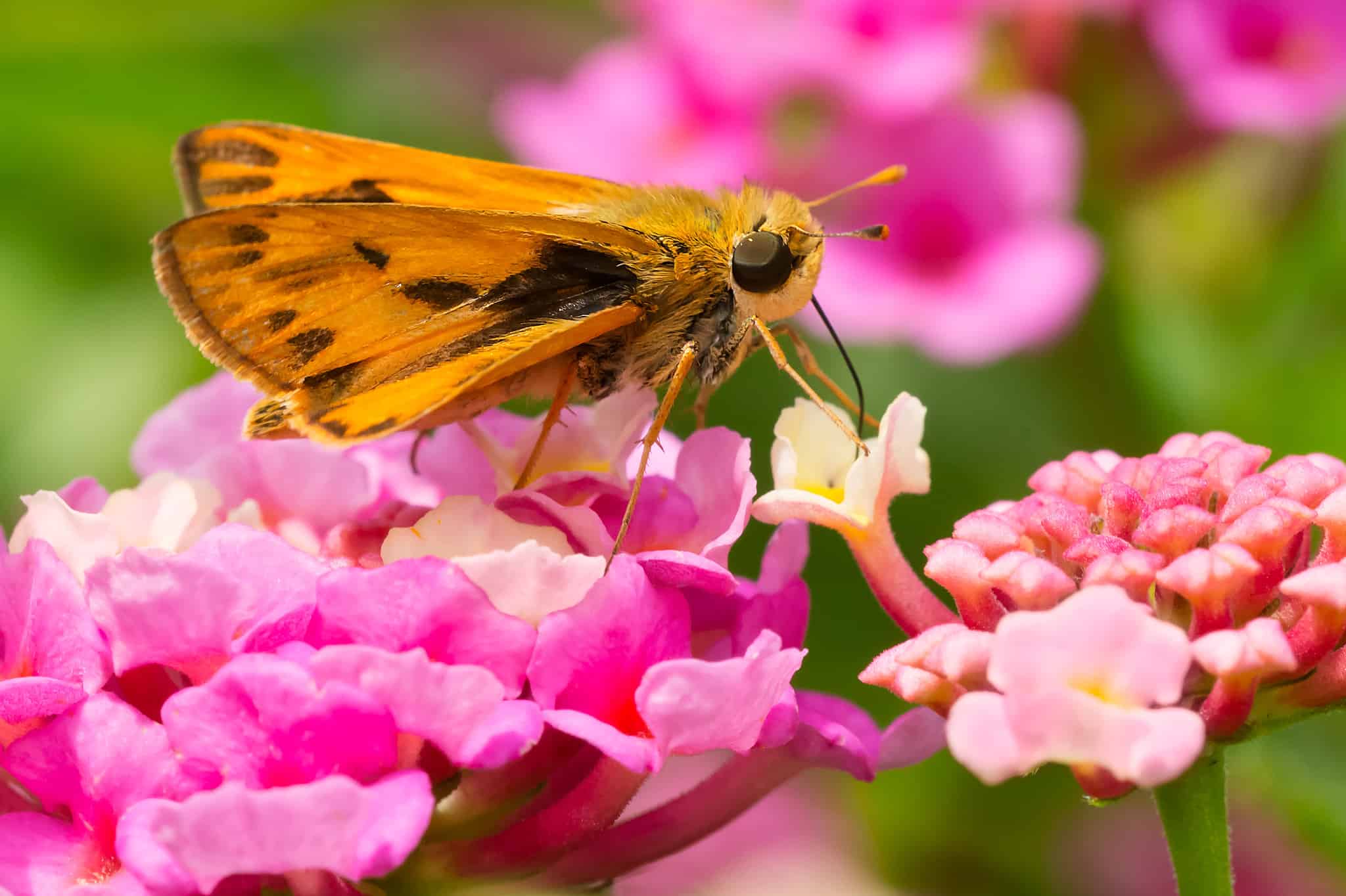 12 Types of Orange Butterflies with Pictures and Identification Guide