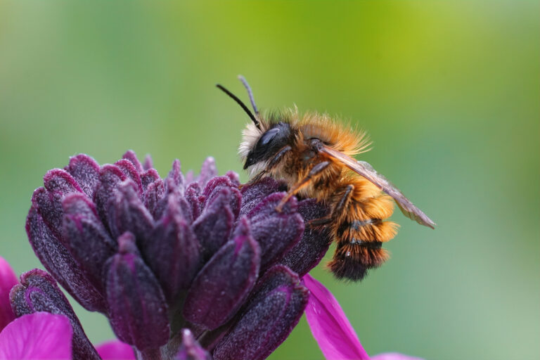 A closeup of a fresh emerged male red mason bee (Osmia rufa) on a purple wallflower (Erisymum Cheir). The bee is in the right part of the frame. It is black but covered in burnt orange setae (hairs). The bees head is pointing toward the top of the frame as it forages on a purple wallflower.