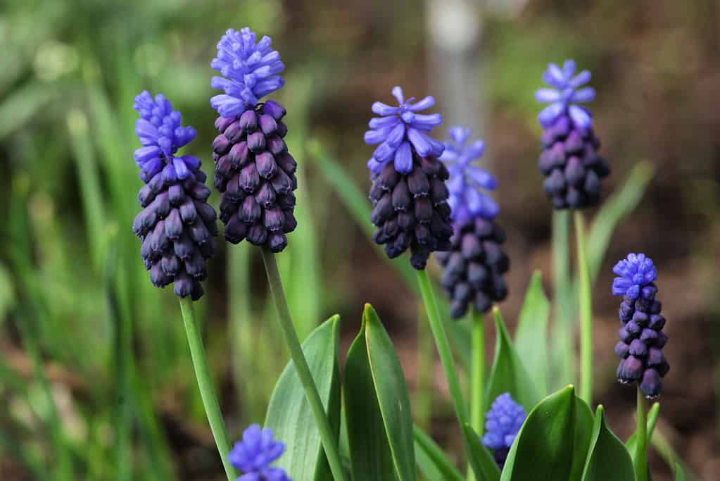 Two-tone muscari in full bloom