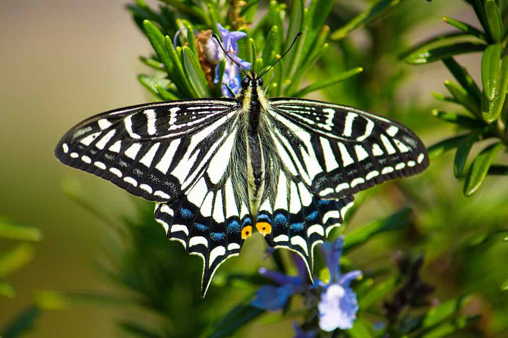 Chinese yellow swallowtail, scientific name: Papilio xuthus