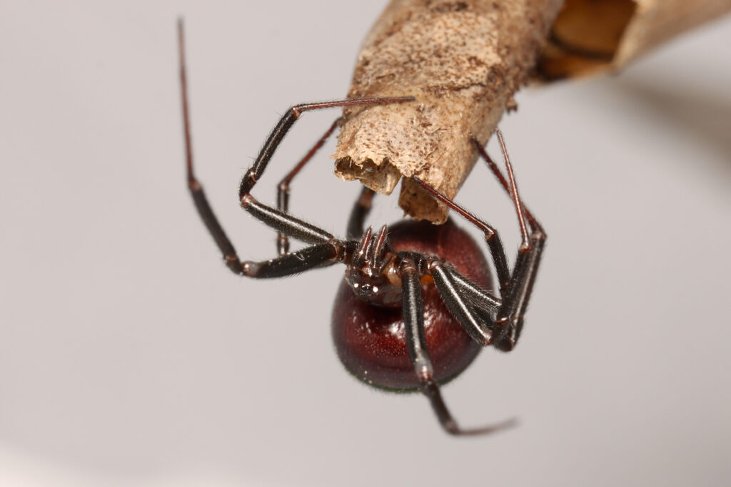 Female of the False Black Widow spider or cupboard spider (Steatoda grossa) Common cobweb spider found in houses in Europe