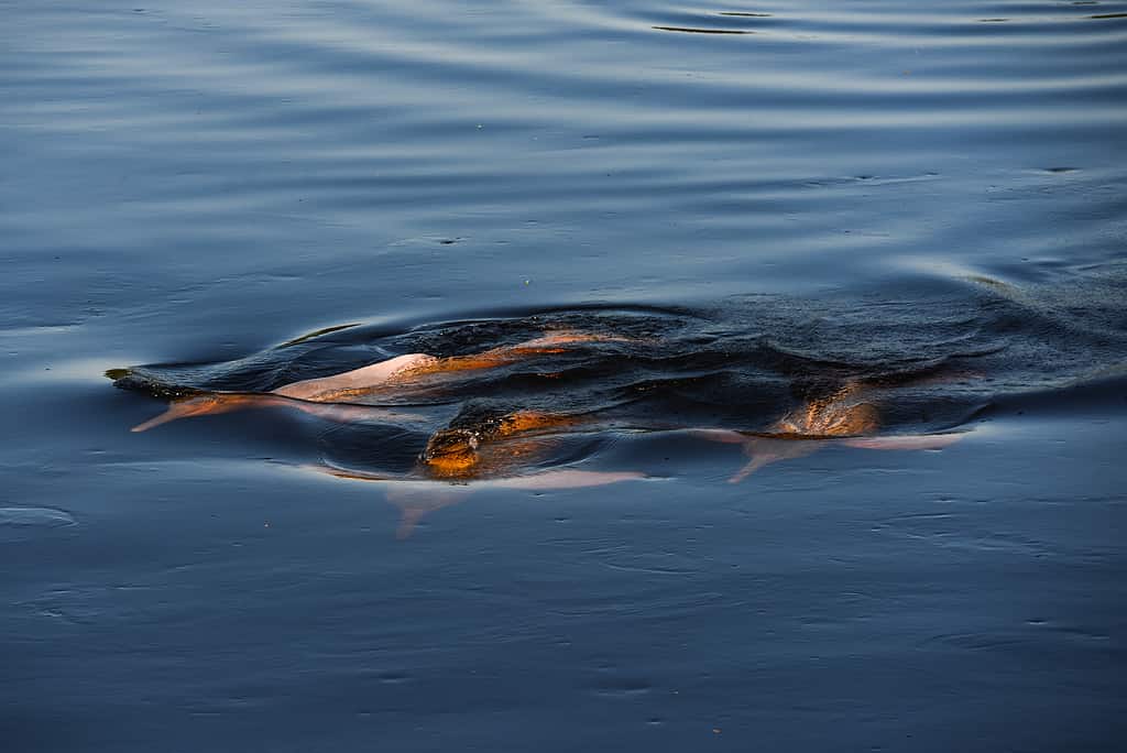 Three endangered Bolivian river dolphins (Inia boliviensis) swimming together on the waters of the Guaporé - Itenez river, Ilha das Flores, Rondonia state, Brazil, on the border with Bolivia