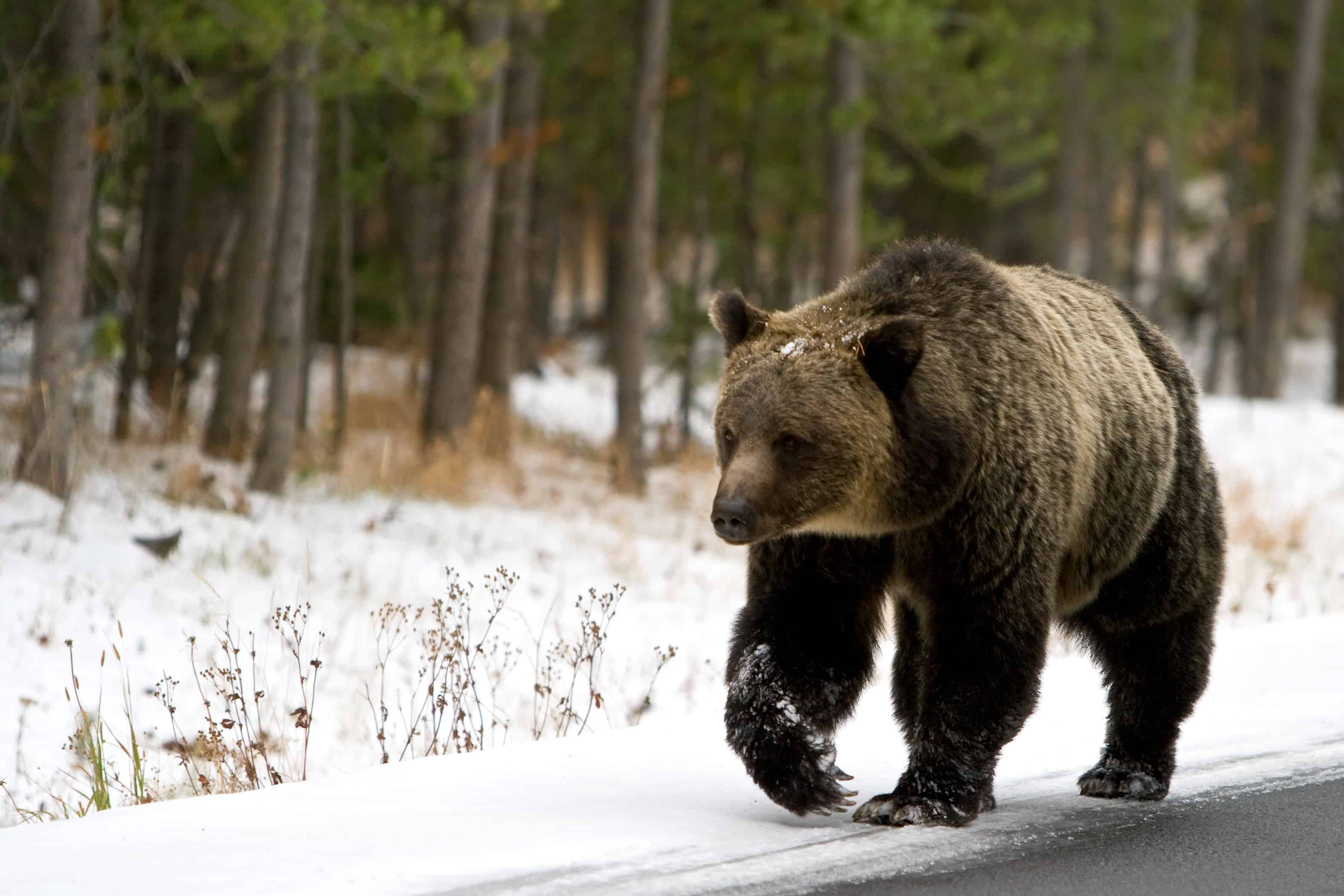 Yellowstone grizzly bears can be at their most dangerous when they first emerge from hibernation.