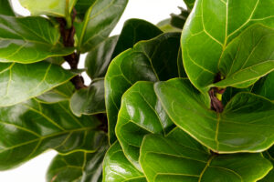 Fiddle Leaf Fig Care: Everything You Need to Know Picture