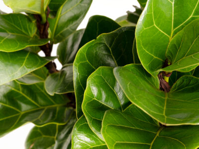 A Fiddle Leaf Fig Care: Everything You Need to Know