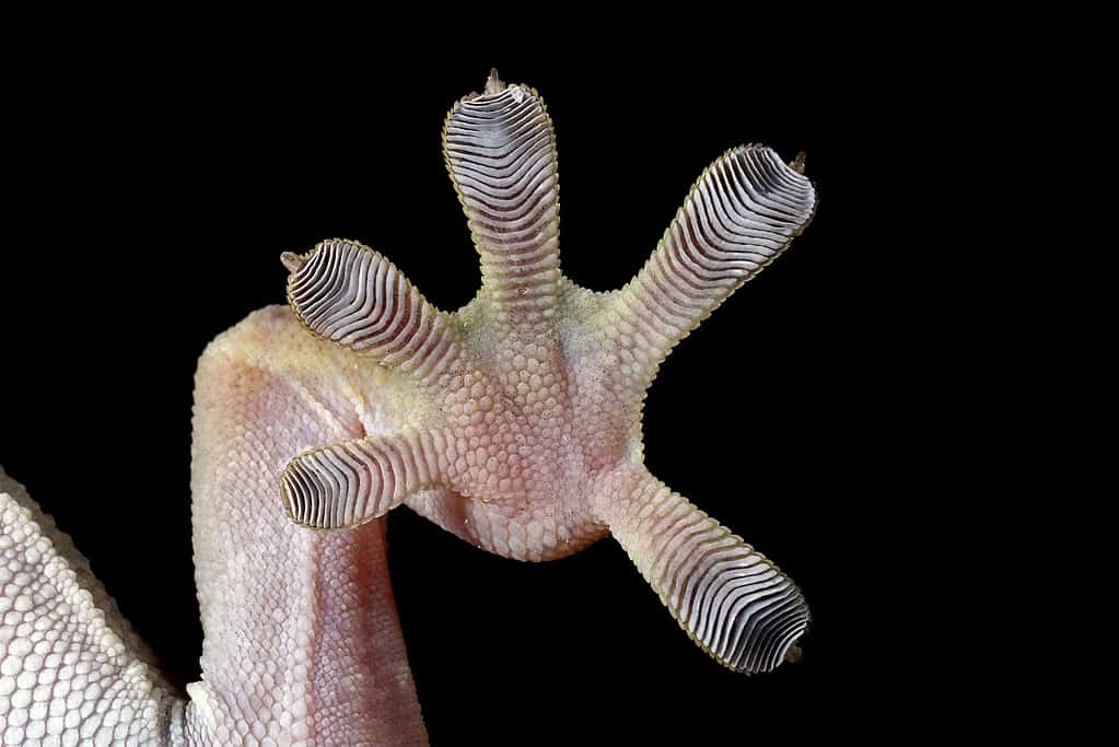 Closeup of tokay gecko foot. The foot has five distinct toes. The toes are covered in horizontal ridges. The foot is a pale white. each toes has a slender sharp nail protruding from its center.