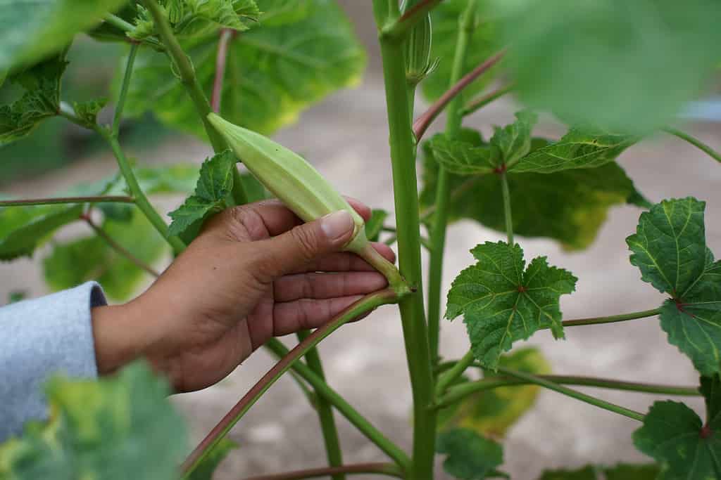 Okra vegetable on plant in farm. Okra plant growing in home garden. Okra flower Asian herbs