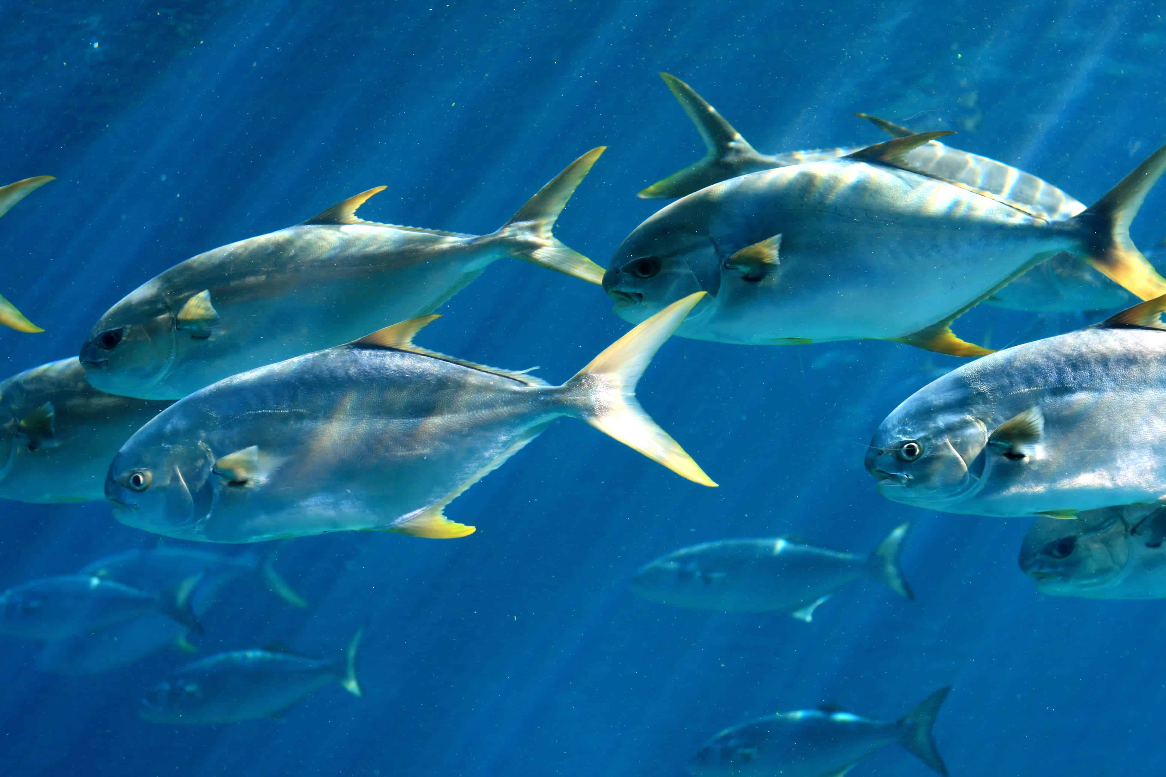 Eleven Types of Fish You'll Find in the Gulf of Mexico