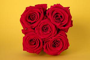 Red Roses: Meaning, Symbolism, and Proper Occasions Picture
