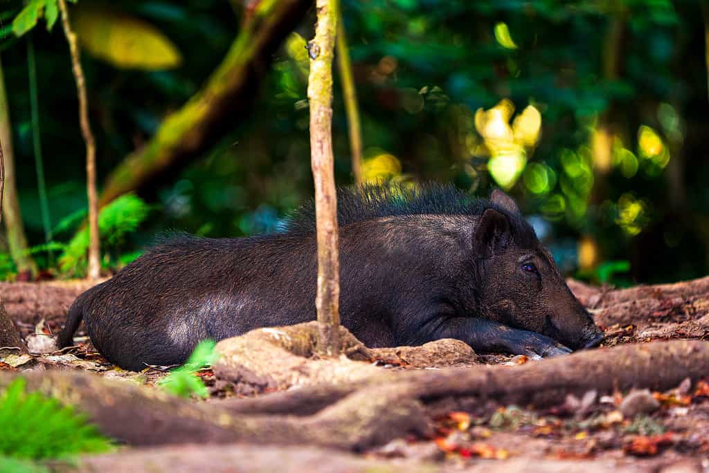 Feral pig relaxing in rainforest of Hawaii