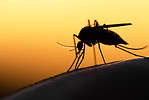 A mosquito on a person during sunset.