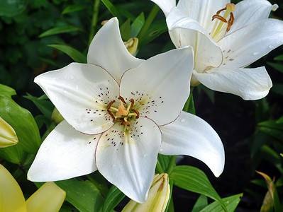 A 24 Types Of White Lilies