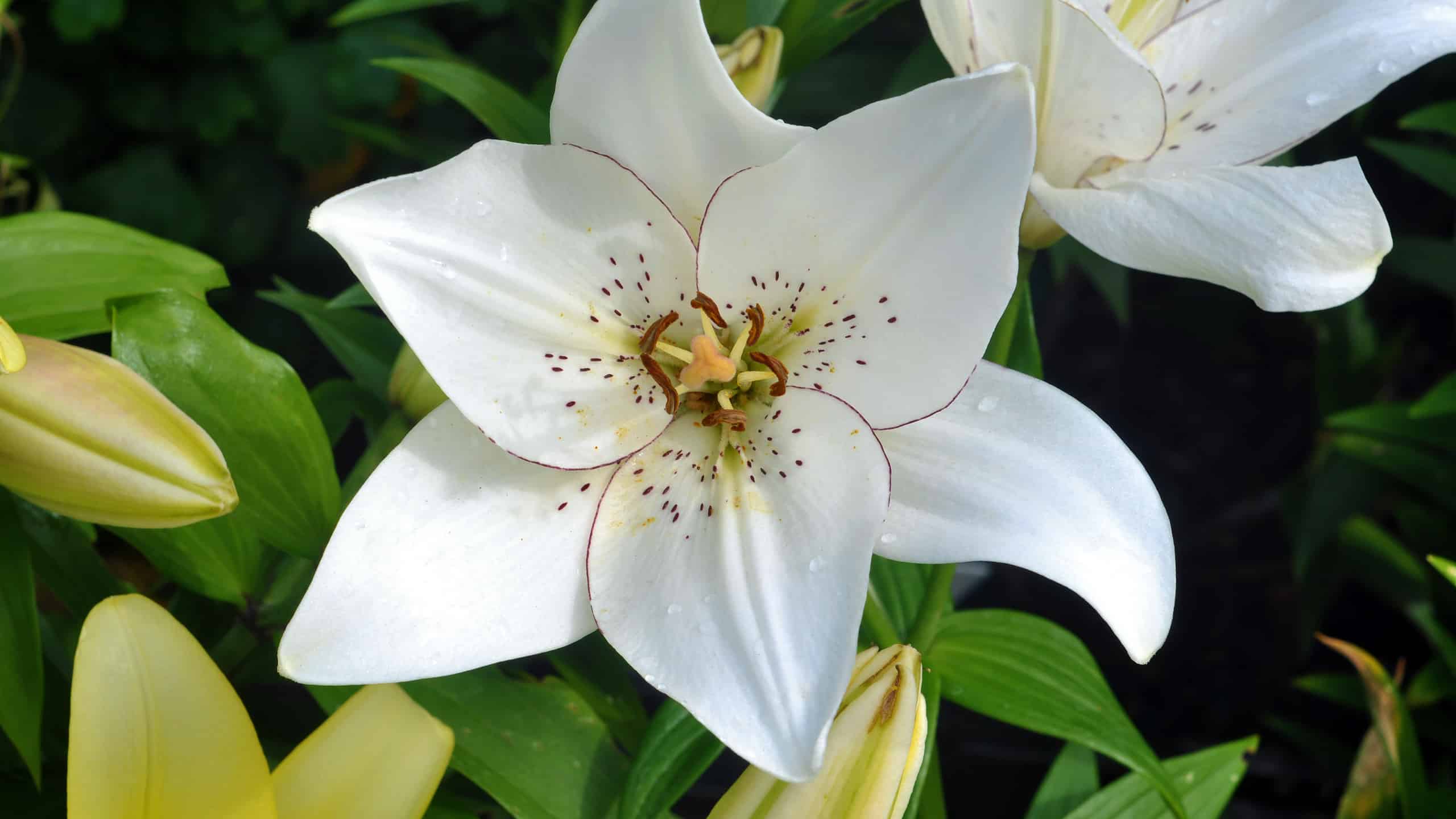 24 Types Of White Lilies