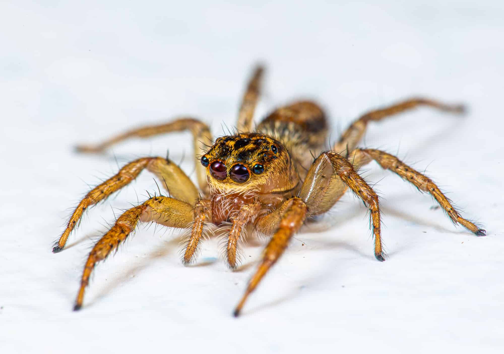 Discover the 9 Smallest Spiders in the World