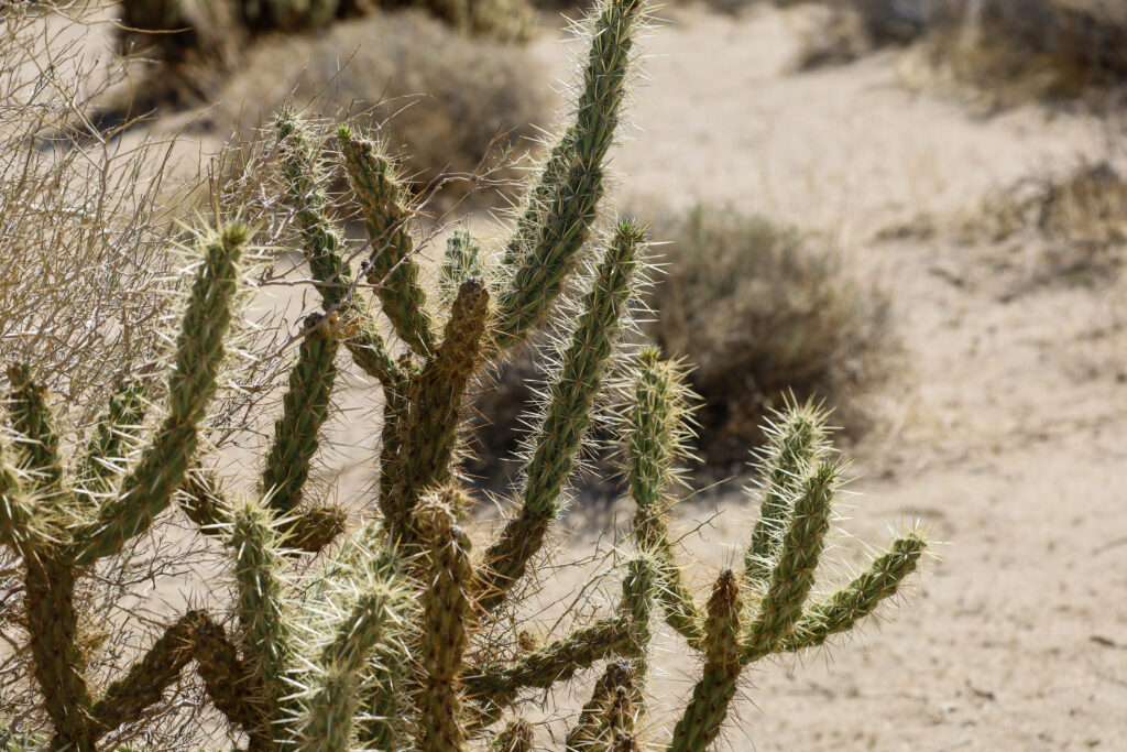 A California Cholla cactus at the Borrego Springs desert.