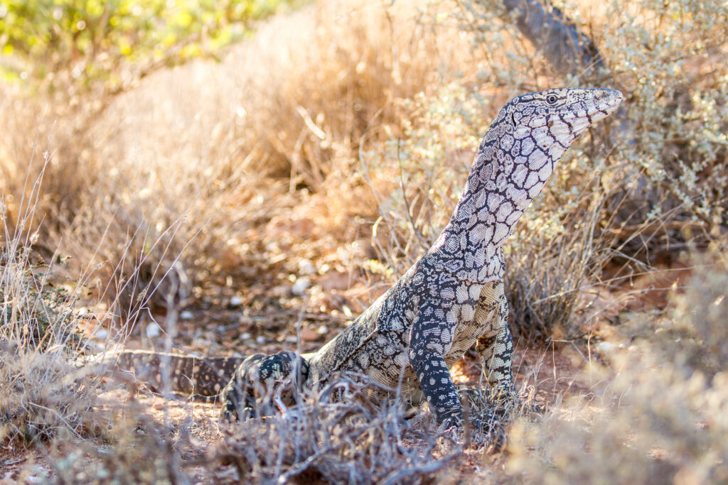 Perentie lizard