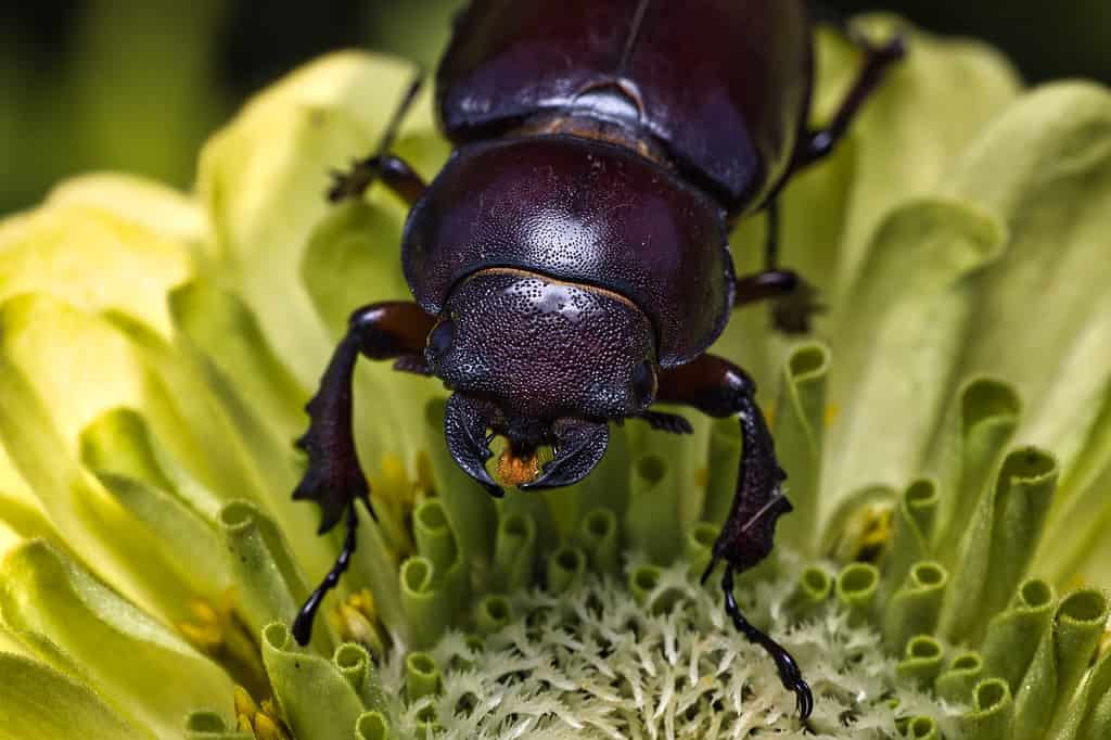 Reddish-brown stag beetle on zinnia flower