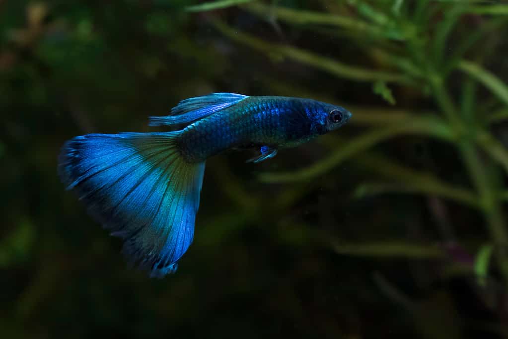 Blue Moscow Guppy