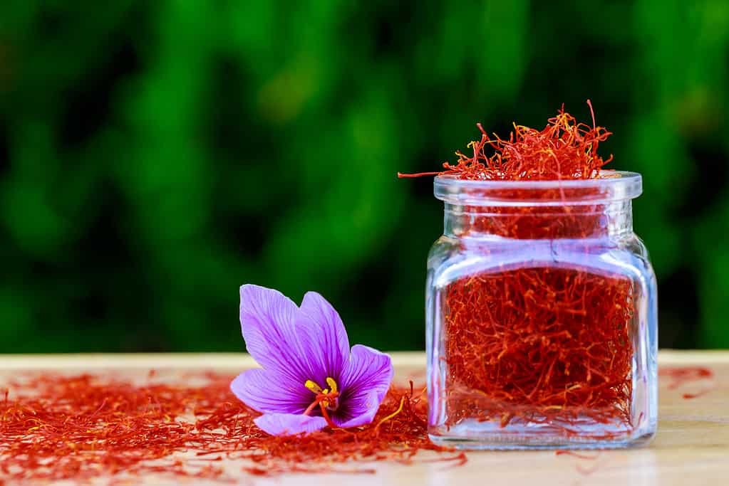 Dried saffron spices in a bottle and saffron flower on a wooden table.