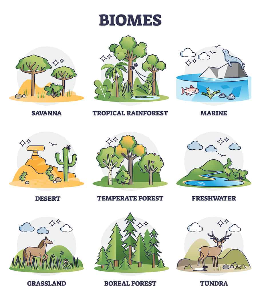 Biomes of the World Illustration