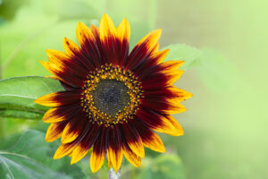 6 Gorgeous Colors Of Sunflowers to Liven Up Your Yard Picture