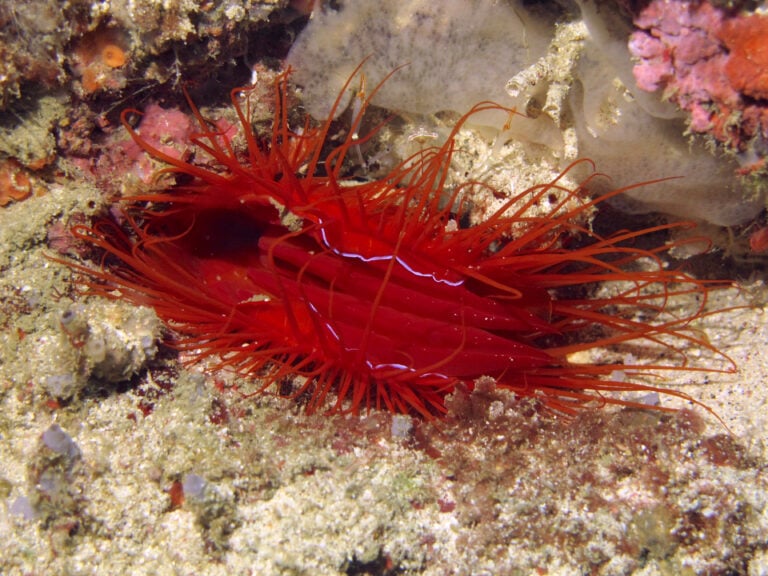 Disco Clam