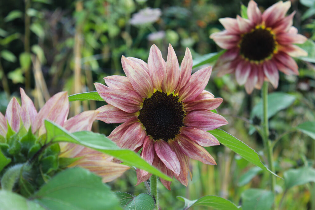 Sunflower Bush with 6 Flowers and 3 Buds