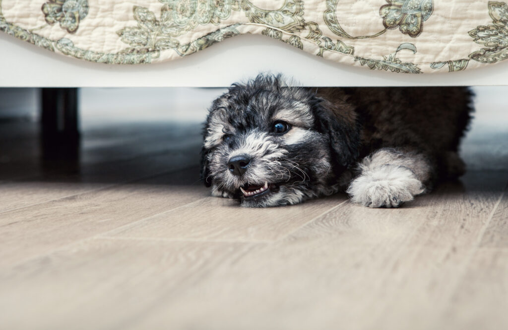 Little angry puppy under the bed