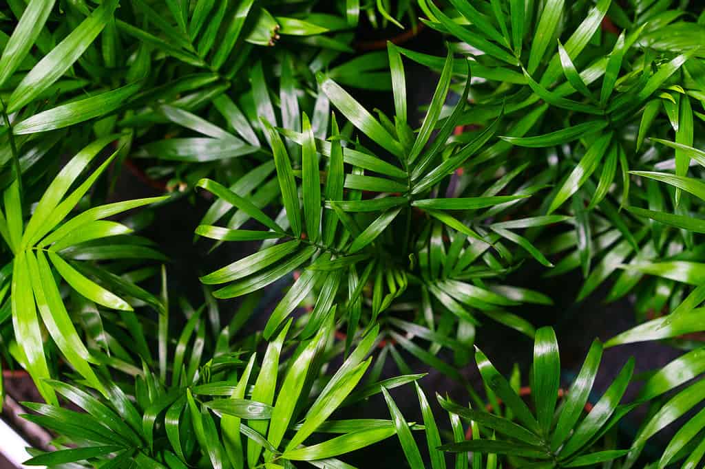 Close-up on the leaves of a bamboo palm (chamaedorea seifrizii) of indoor plants, green leaves of indoor palms. Natural green leaves background