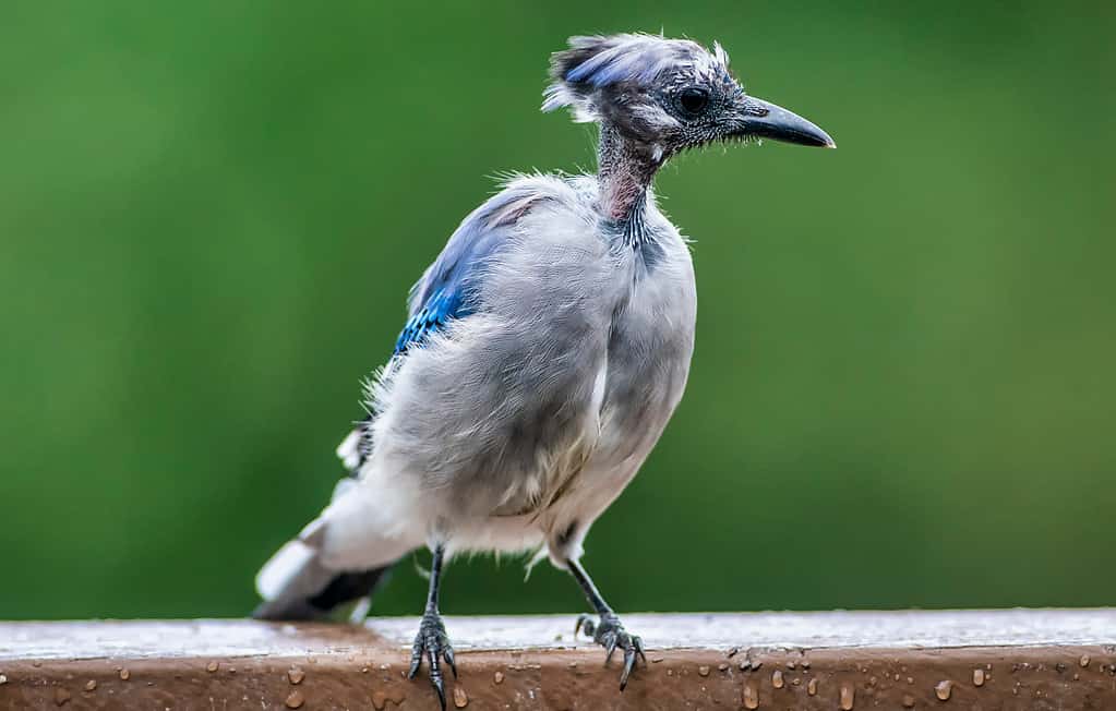 A molting bluejay perched on a rail. The birds is missing many feathers about its face/ throat/ chest. The bird is molting. The bird is vertical in center frame, facing right.