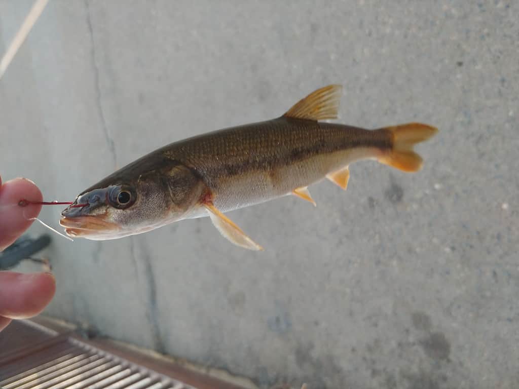 Cycloid and ctenoid scales can be found on fish like minnows.