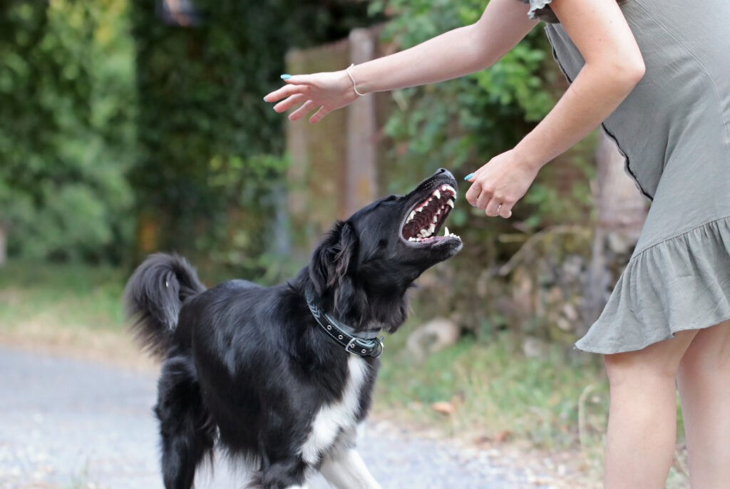 Agressive dog attacking a young caucasian woman. Black and white border collie biting a person. Defenseless girl getting bit by an untrained street dog. Scared dog bites at the park.