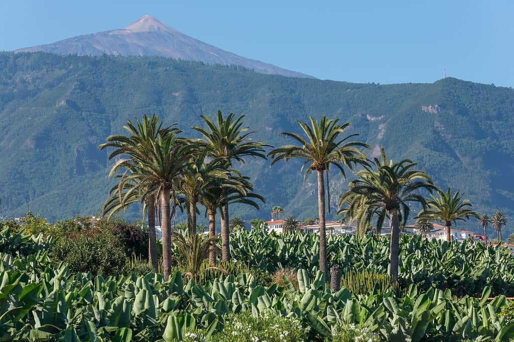 A Banana Plantation with Palm Trees