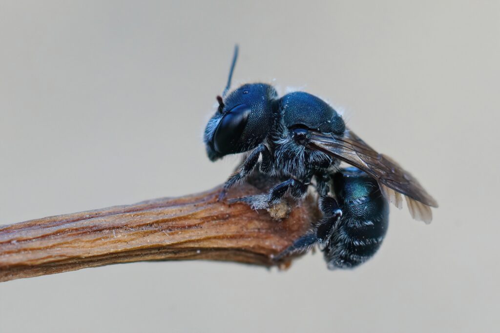 Detailed closeup of a female blue mason bee , Osmia caerulescens, hanging on a twig. The bee is in the right part of the frame. She its entirely black with electric blue hairs, though they are sparse.